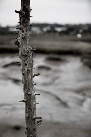 Flag Creek Essex 29